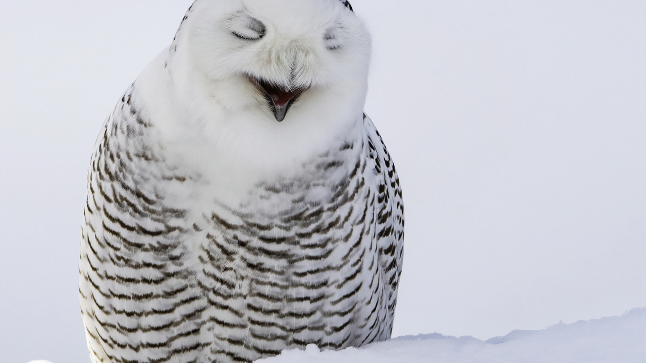 Snowy Owl Vancouver Island 