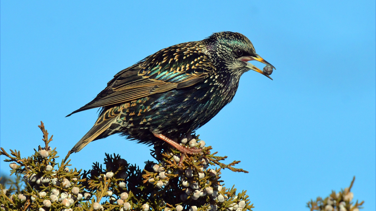 European Starling