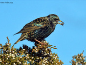 European Starling