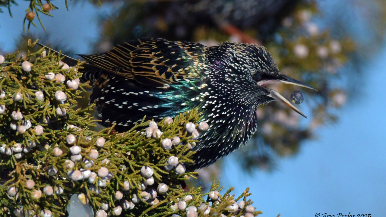 European Starling