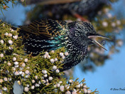 European Starling