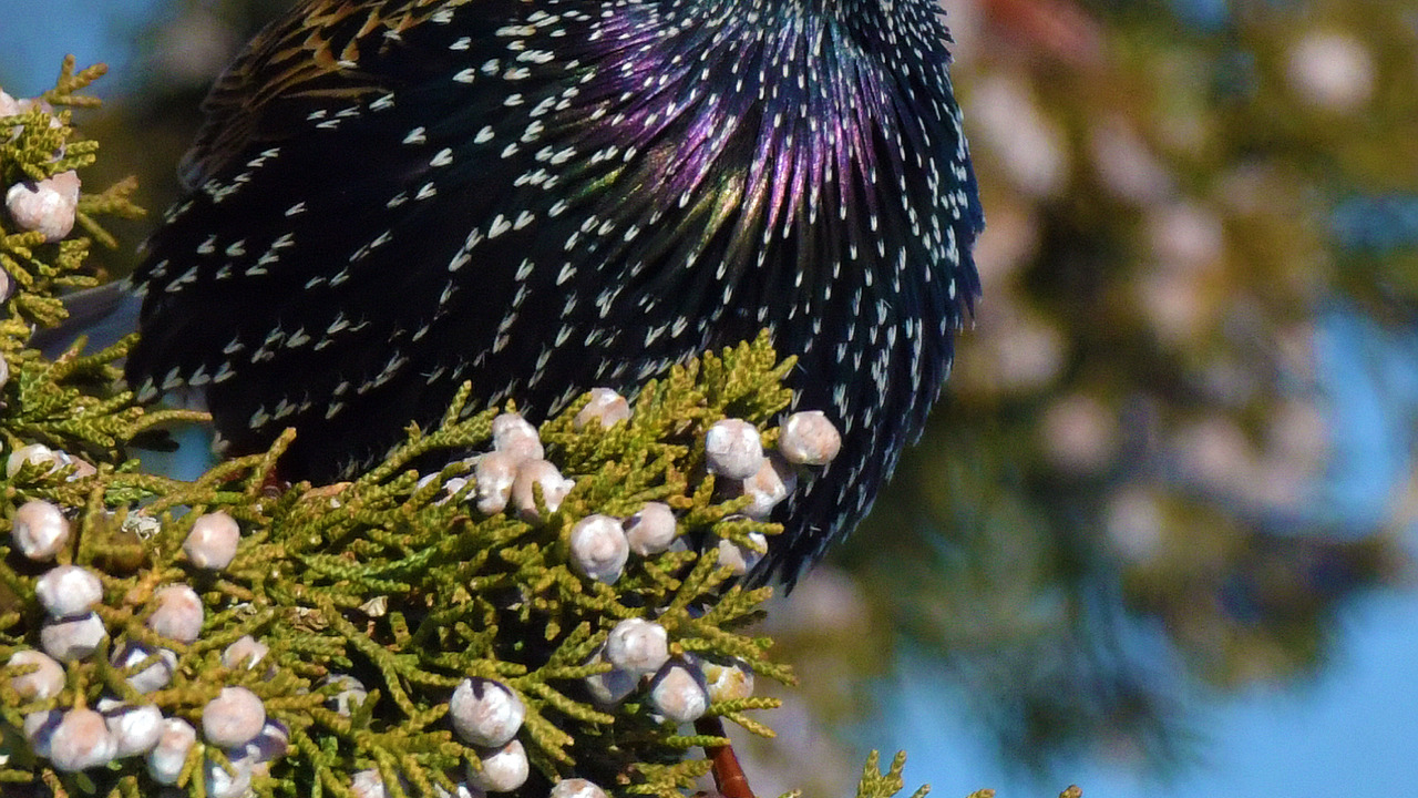 European Starling