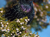 European Starling