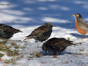 European Starling