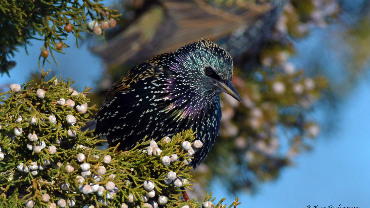 European Starling