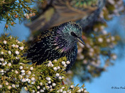 European Starling