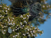 European Starling