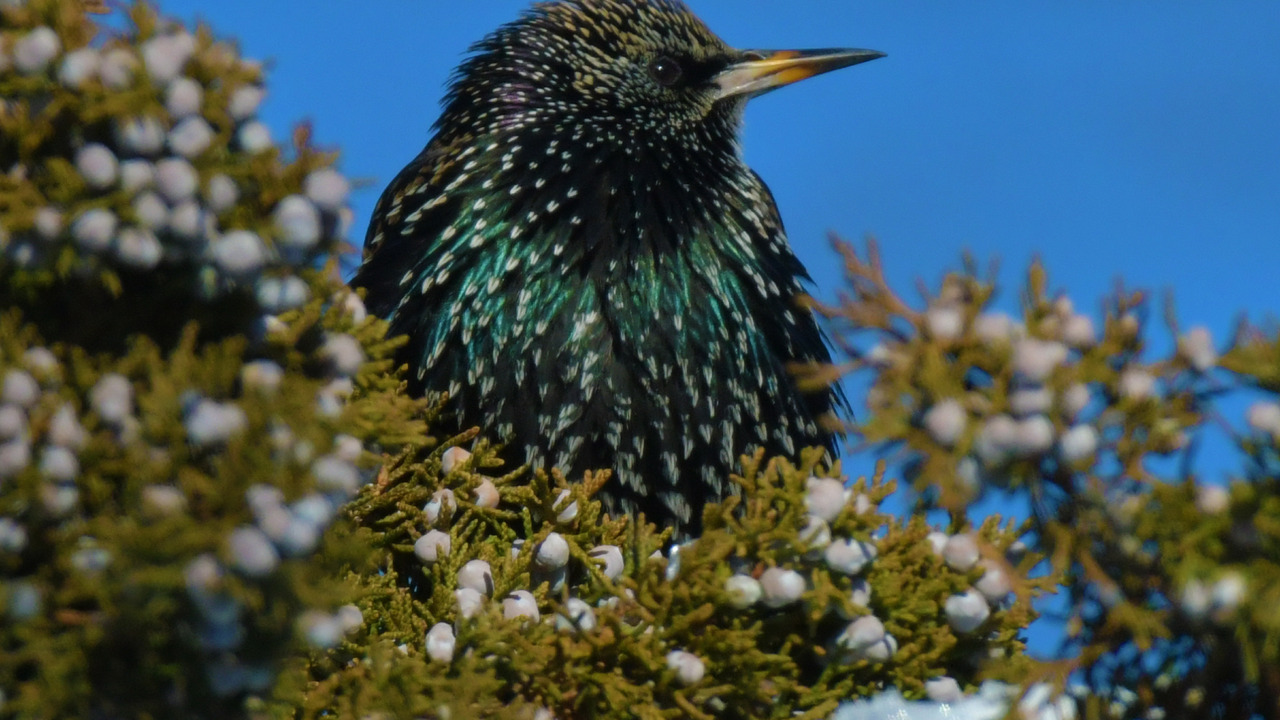 European Starling
