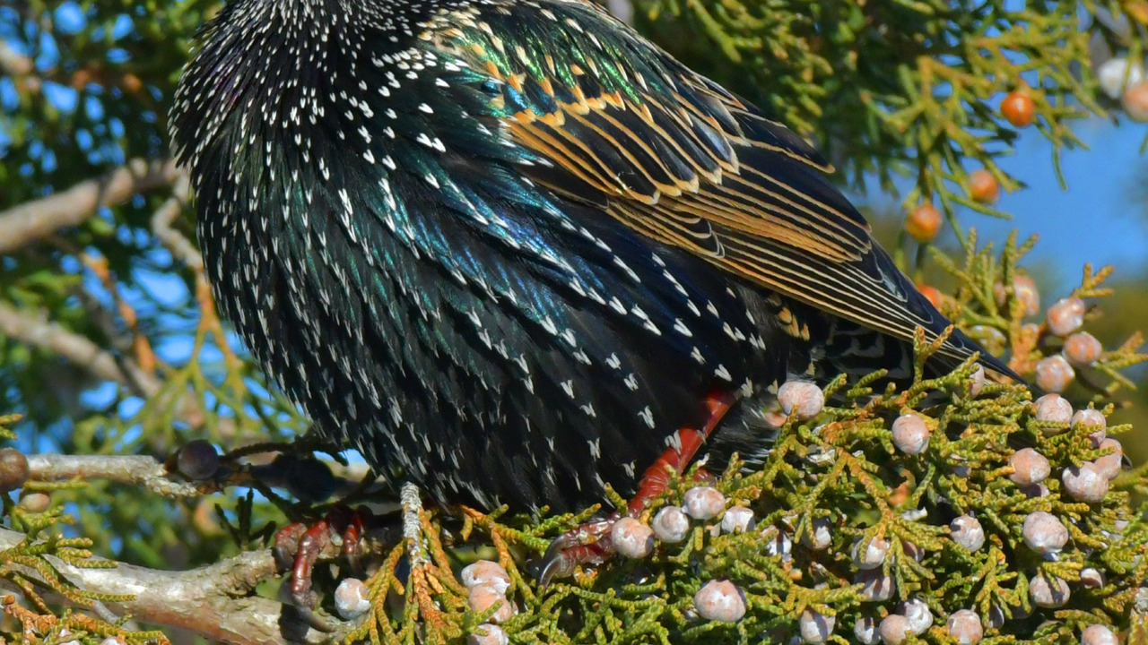 European Starling