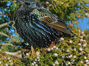 European Starling