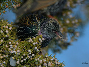 European Starling