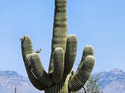 Saguaro National Park