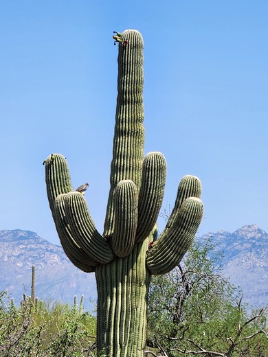 Saguaro National Park