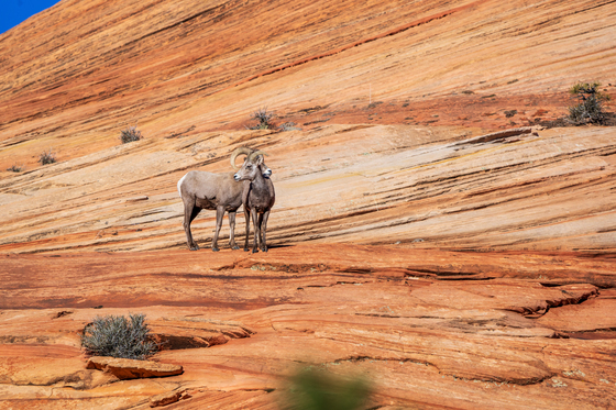 Zion National Park