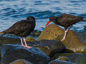 Oyster Catcher Pair