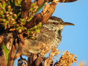 Big Bend National Park