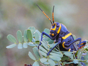Big Bend National Park