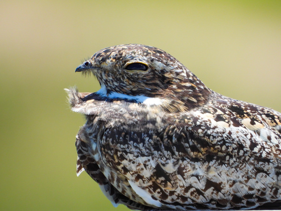 Brazoria National Wildlife Refuge