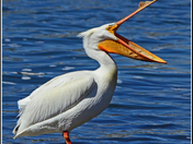 Yawning Pelican