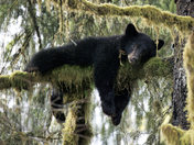 Bearly Resting