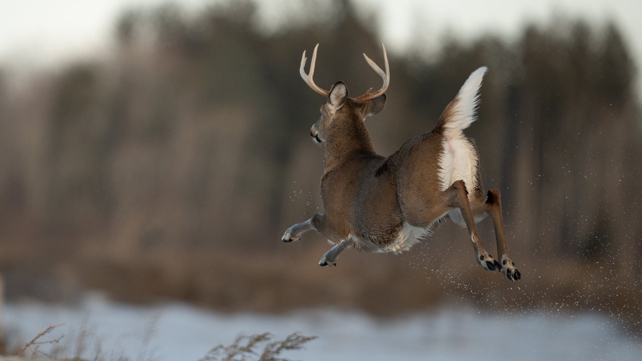 Jumping Buck