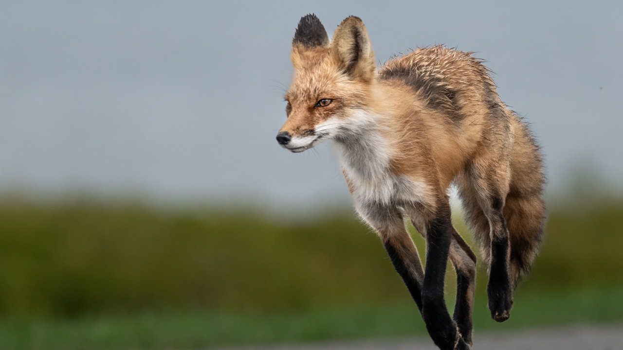 Running fox
