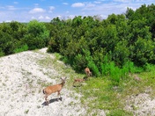 Cumberland Island National Seashore