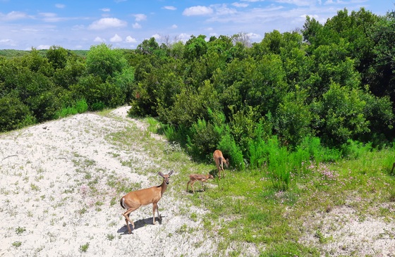 Cumberland Island National Seashore