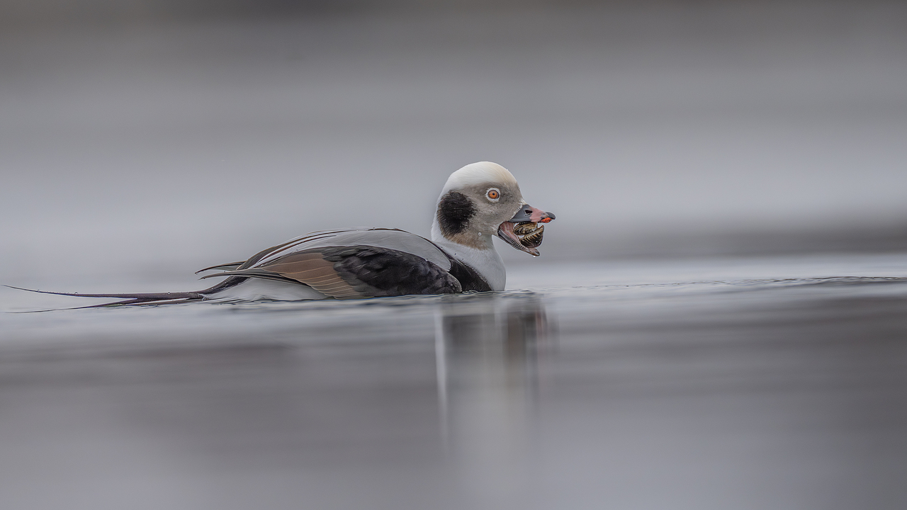 Catch of the Cold Waters