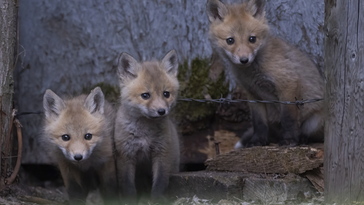 A trio of curiousity 