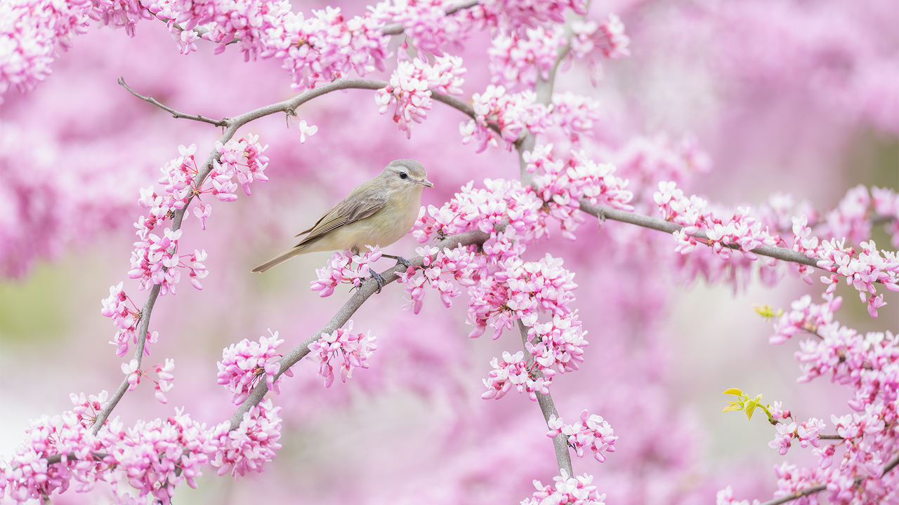 Blossom Serenade