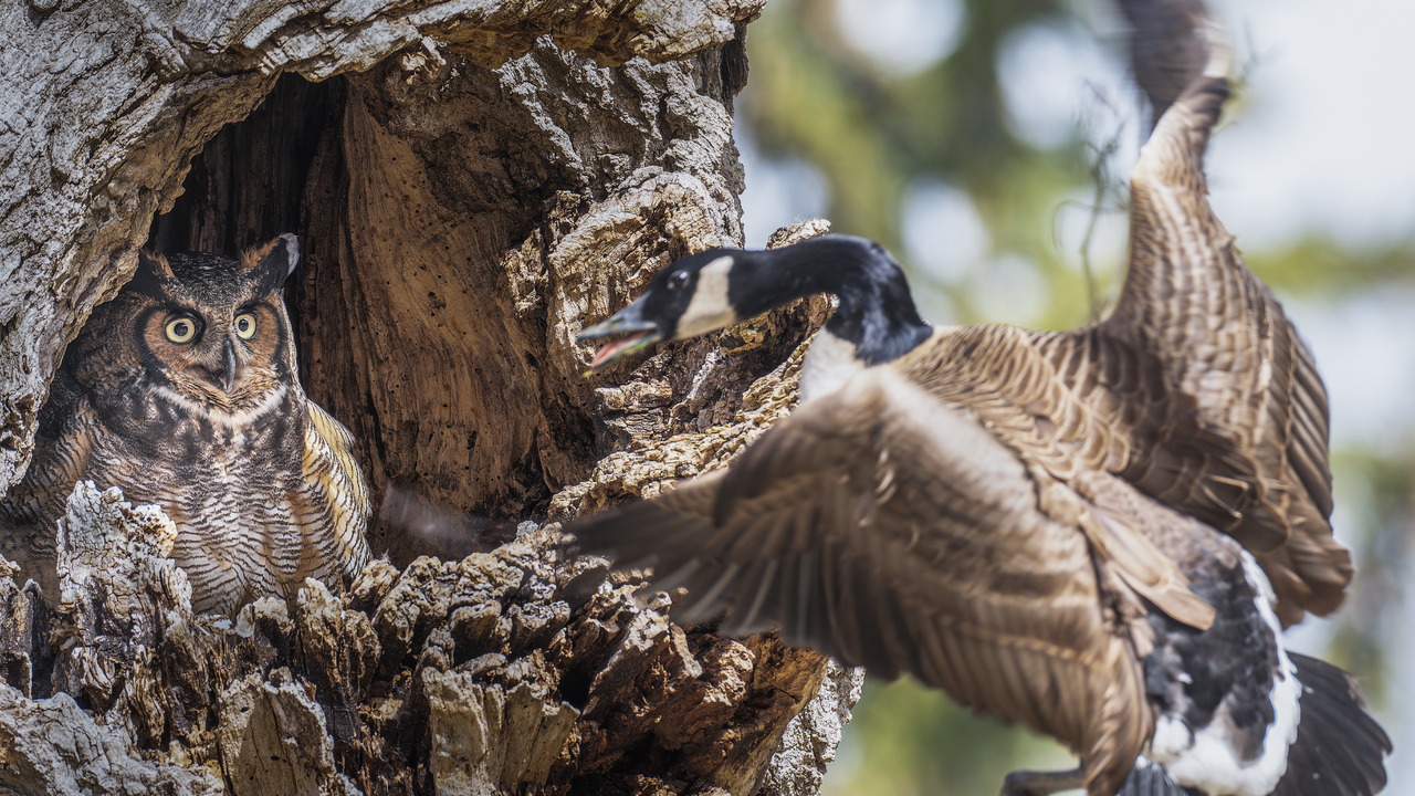 The Unexpected Visitor