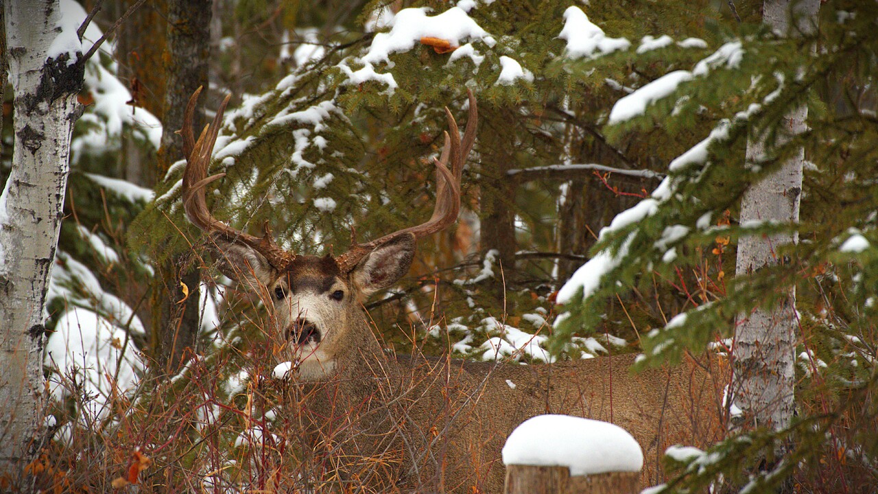 Post rut mulie buck becomes a little more visible
