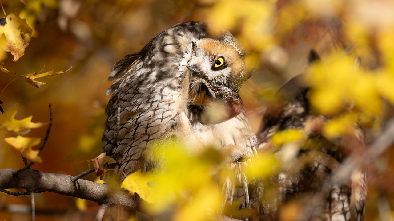 Autumn’s Amber Watch