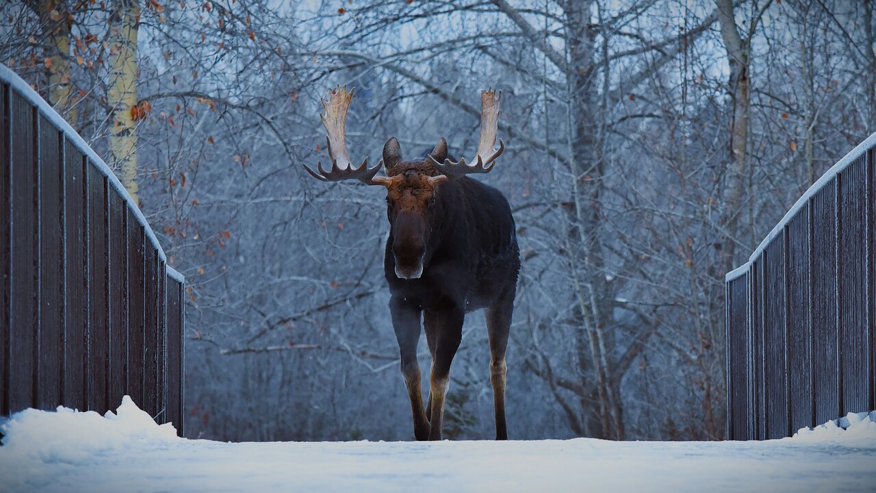 Lifted bull moose