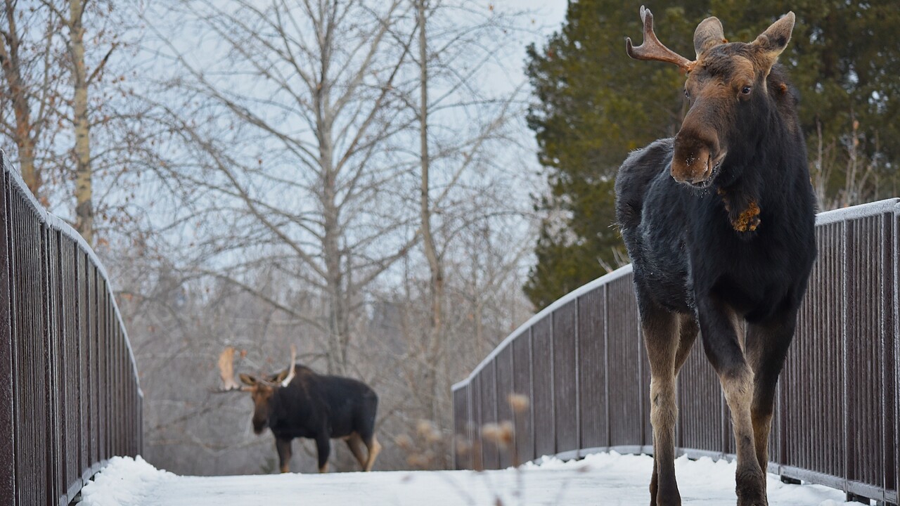 A young bull moose shows the way
