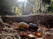 Yosemite National Park