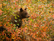 Grand Teton National Park