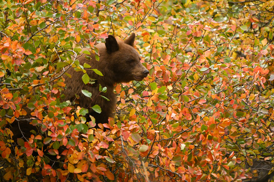 Grand Teton National Park