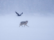 Raven and Wolf