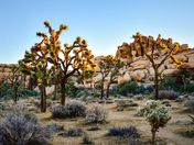 Joshua Tree National Park