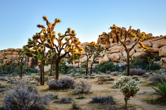 Joshua Tree National Park