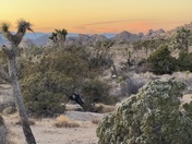 Joshua Tree National Park