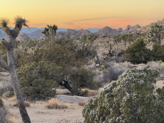 Joshua Tree National Park