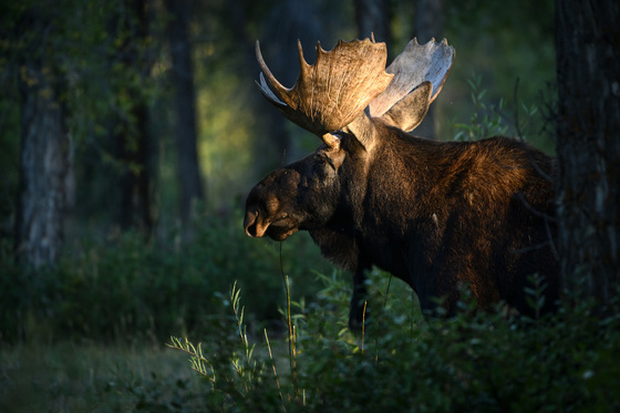 Grand Teton National Park