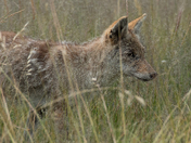 Valles Caldera National Preserve