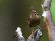 Ross Lake National Recreation Area