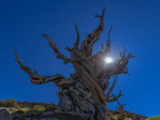 Inyo National Forest, Ancient Bristlecone Pine Forest