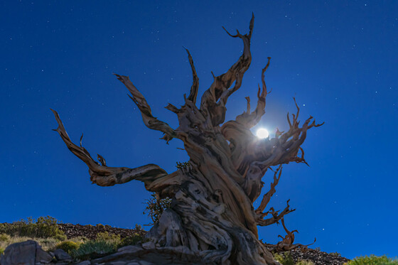 Inyo National Forest, Ancient Bristlecone Pine Forest