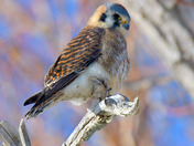 Kestrel